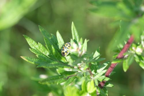 Eurydema ornata
